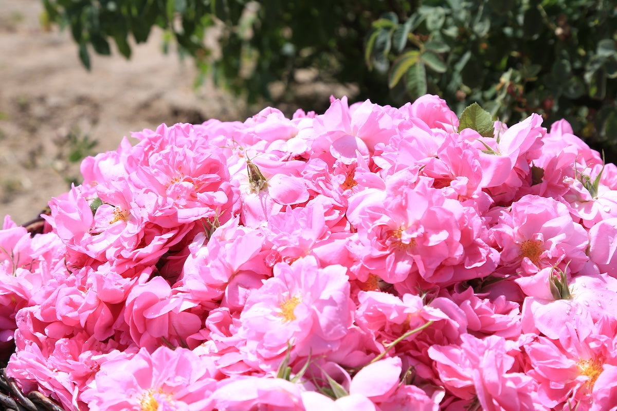 ニニ バネオイル ローズオットー