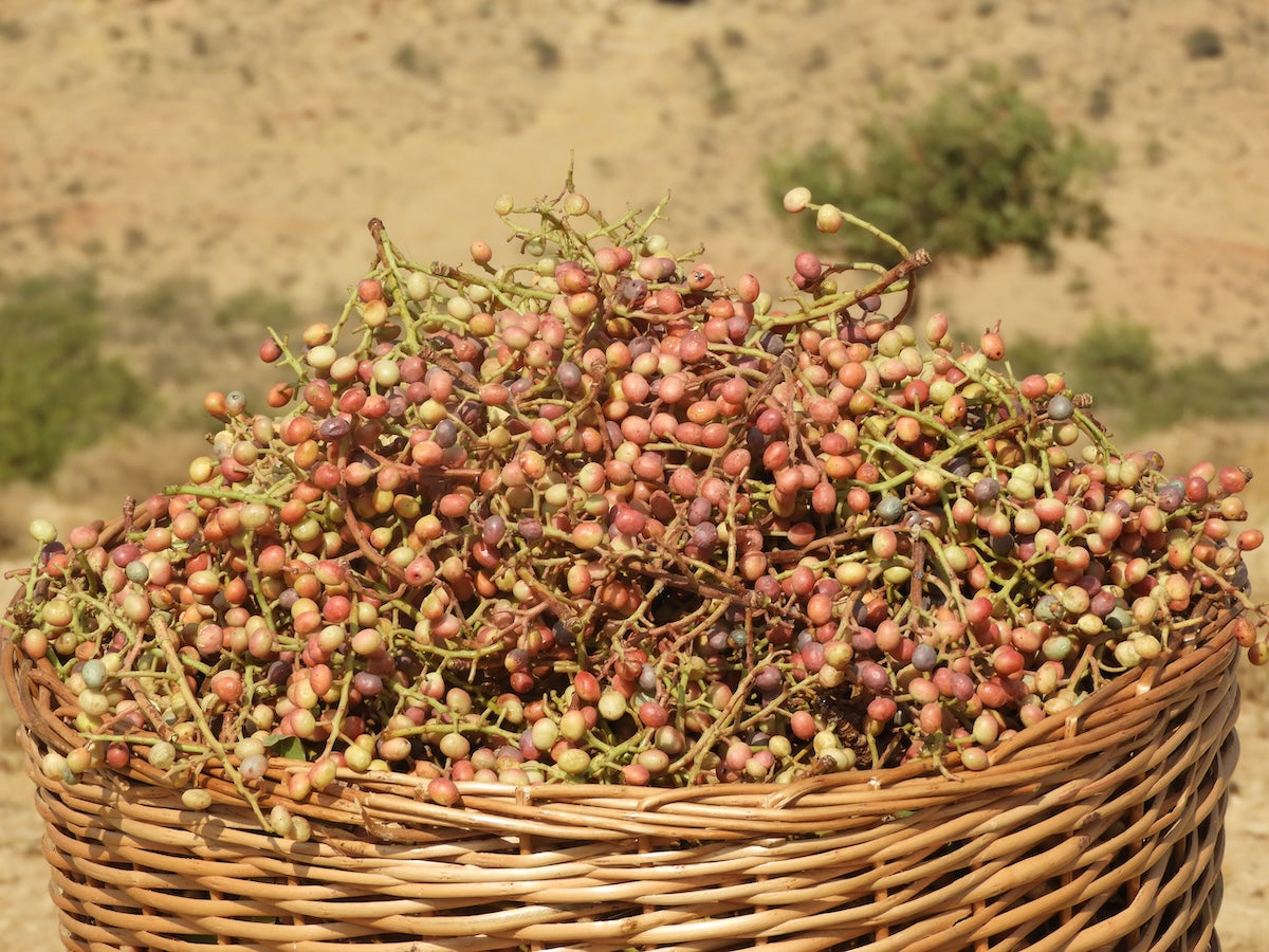 バネオイル　ピュア