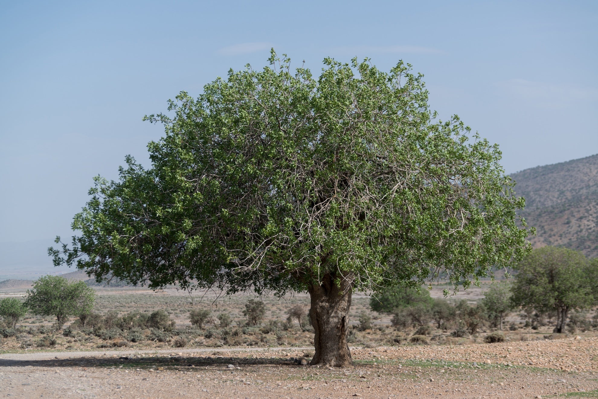 バネオイル　ピュア